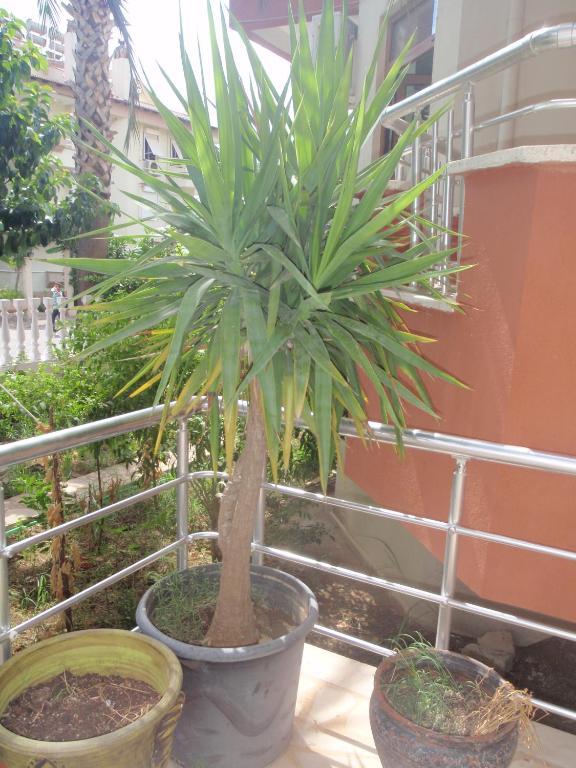 מרמריס Aloe Apart Hotel מראה חיצוני תמונה